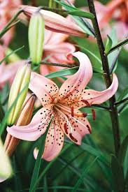 plant care for lily flowers