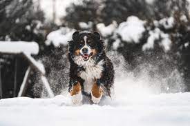 10 Snow Loving Dog Breeds: Get To Know Them! - Tractive