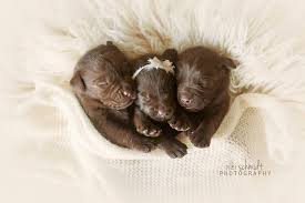 Their unusual colour, and they are the less common of all the three labrador coat colour types, really makes them stand out. Trupride Labradors Florida Breeder Of Quality Chocolate Labrador Retrievers