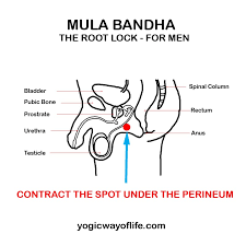 mula bandha the root lock yogic way