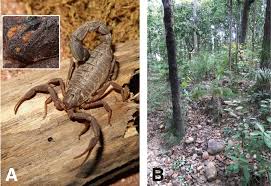 Even the pacific northwest's giant green sea anemone (about as big as a dinner plate) is vulnerable! Scorpions Arachnida Scorpiones Of Nepal Literature Review And Field Notes