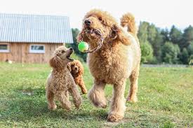 types of poodle sizei with