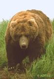 Image result for wild lethal bears
