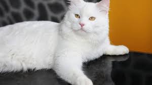 Mascotas gato angora siames en madrid. Todas Las Razas De Gatos Y Sus Caracteristicas Con Fotos Razas Y Perros