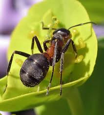 Ameisen im haus und in der wohnung können uns das leben schwer machen. Ameisen Im Haus So Werden Sie Die Krabbeltiere Wieder Los Bauemotion De