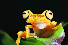 Cb super tigerleg monkey tree frog. You Can Now Buy Rare Frogs From Ecuador To Save Them From Poachers