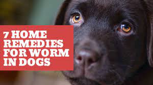 7 home remes for worms in dogs you