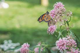 what do monarch erflies eat