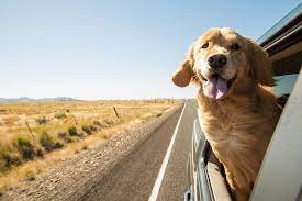 If you want to get a greater idea of the type of costings you might be looking at, you can check our cost to transport a pet page. The 10 Best Pet Transport Services January 2021