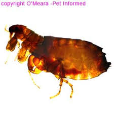 flea pictures what do fleas and flea