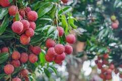 can-lychee-grow-in-georgia