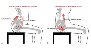 This deep muscle begins in the low back and pelvis and connects on the inside edge of the upper femur. The Real Reason Why You Have Lower Back Pain Injury Prevention Solutions