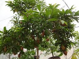 Sapota belongs to the sapotaceae family. Chikoo Tree Sapota Fruit Plant à¤š à¤• à¤• à¤ª à¤§ à¤š à¤• à¤ª à¤² à¤Ÿ Plants Factory New Delhi Id 16926113573
