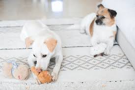 how to get dog smell out of carpet