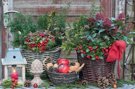Best Winter Plants For A Holiday Themed