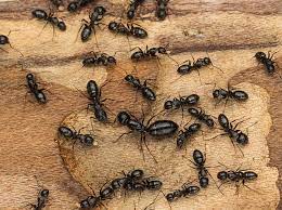 how to identify carpenter ants how to