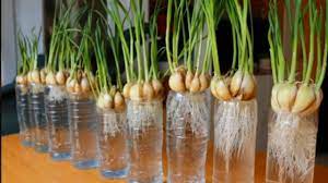 Cara menanam bawang putih bisa dilakukan melalui pot maupun polybag, namun juga bisa ditanam pada lahan. Cara Tanam Bawang Putih Dengan Media Air Cepat Tumbuh Youtube