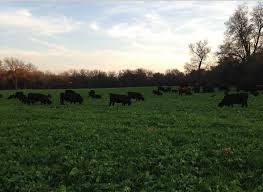 Grass fed beef organs summary. Muenster Grass Fed Local North Texas Grass Fed Beef Muenster Grass Fed Beef Grassfed
