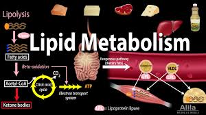 lipid fat metabolism overview