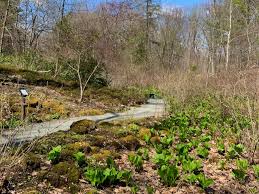 garden in the woods