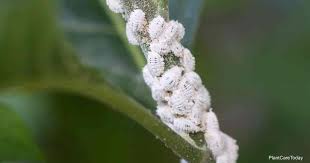 6 home remes for killing mealybugs