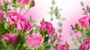 pink rose flowers garden wallpaper