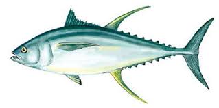 yellowfin tuna fish seafood and fish