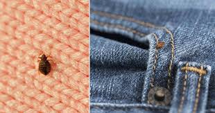 How Long Do Bed Bugs Live On Clothes