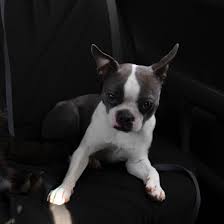 Boston Terrier Coat Colors All About The Breed Pethelpful