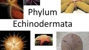 Phylum Echinodermata General Characteristics And
