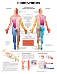 Dermatomes Educational Charts Posters For Students