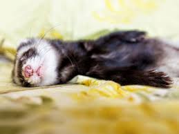 Do rats play dead what is tonic immobility. Do Ferrets Play Dead Surprising Facts About Ferrets Vivo Pets