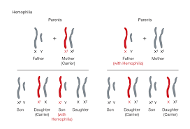 It occurs as pairs in females, but only a single chromosome can be found in males. Sex Linked