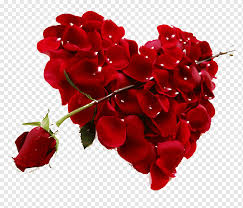 heart rose red valentines day petal