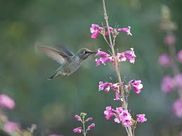 22 Flowers For Hummingbirds
