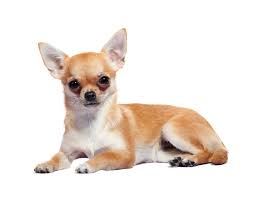 kéo dài tuổi thọ của chó Chihuahua