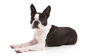 Boston Terrier Dog Breed Information