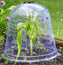 Jumbo Clear Dome Bell Cloche The