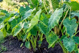 These animals do not reproduce well in captivity, due to the difficulty of handling musth bulls and limited understanding of female oestrous cycles. Elephant Ear Plant Care Growing Guide