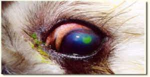 corneal ulcers in dogs ethos