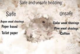 Safe Hamster Bedding Hamster Life