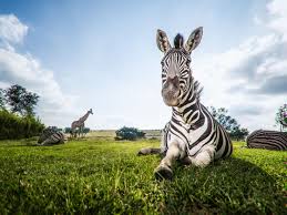 Where do plains zebras live? Zebra Facts Habitat Behavior Diet