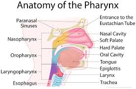 Pharynx Definition Anatomy Functions And Diagram