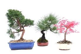outdoor bonsai tree care guidelines