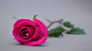 hd single pink rose wallpapers peakpx