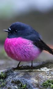 Heartwarming animal memes to start the week off pawfectly (august 2, 2021) yep. Duky On Twitter In 2021 Pet Birds Beautiful Birds Animals Beautiful