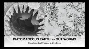 diatomaceous earth vs gut worms