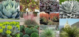 Brevifolia 20 25 quite cold hardy and wet tolerant x broomii 20 17 buhrii 25 27 performs well in. 10 Cold Hardy Succulents World Of Succulents