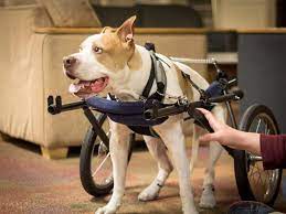how to make a pvc dog wheelchair
