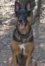 The doberman shepherd or doberman german shepherd mix is a large dog. German Shepherd Doberman Mix Puppies Pets Lovers